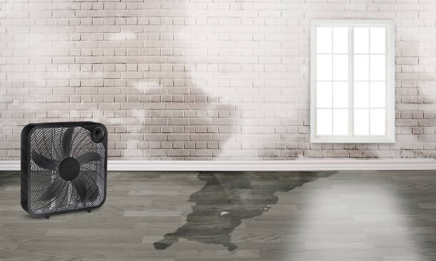 Best Professional water damage repair  in Bertsch Oceanview, CA